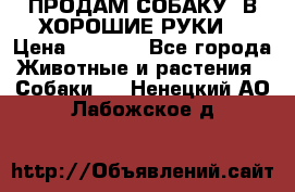 ПРОДАМ СОБАКУ  В ХОРОШИЕ РУКИ  › Цена ­ 4 000 - Все города Животные и растения » Собаки   . Ненецкий АО,Лабожское д.